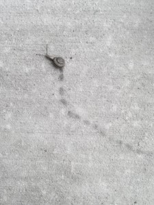 snail trail