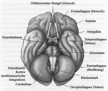 Brain from below, www.sonic.net