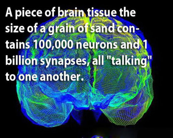 facts_about_our_brain_08, funpedia.net