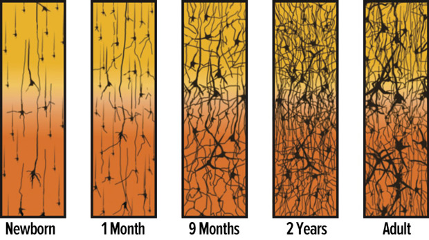 synapse-density-over-time, www.urbanchildinstitue.org