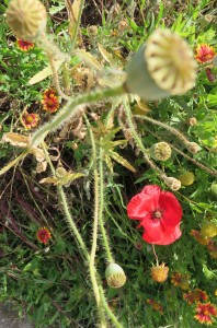 Poppies