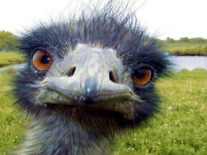 emu